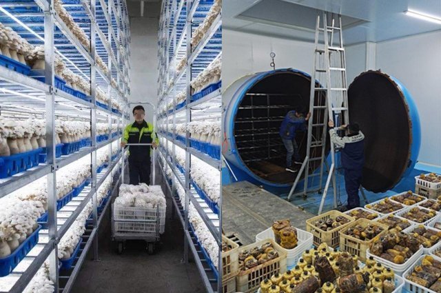 食用菌凈化車間